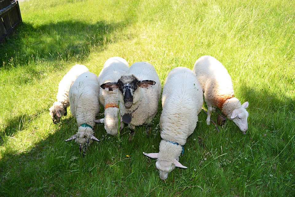KSheep feeding for children and adults